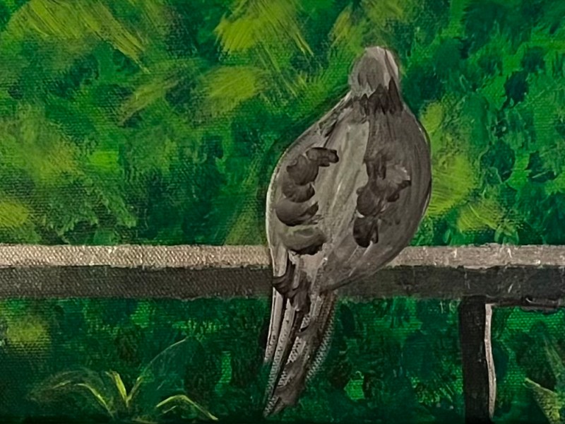 Mourning Doves